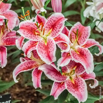 Giglio Orientale Stargazer