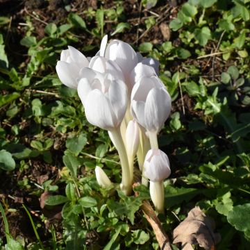 Colchico autunnale bianco Album
