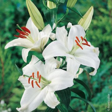 Giglio Orientale Siberia