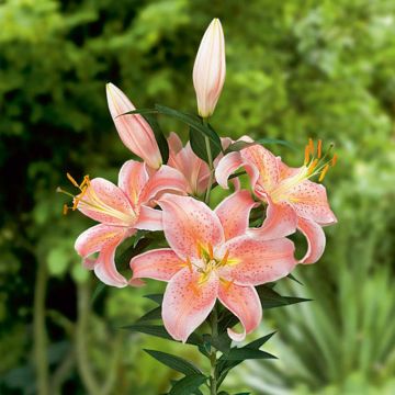 Giglio orientale Salmon Star