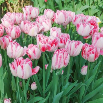 Tulipano precoce doppio ‘Foxtrot’