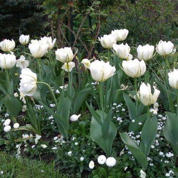 Tulipe double hâtive Exotic Empereur