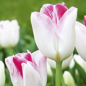 Tulipano Trionfo Color Magic ®