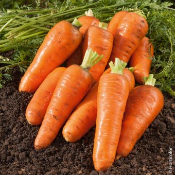 Carota chantenay a cuore rosso