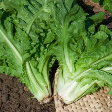 Cicoria scarola cornetto d'Anjou