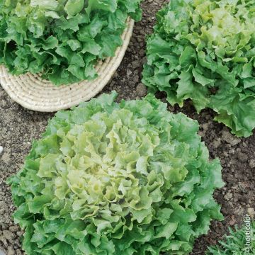 Cicoria scarola maruchka