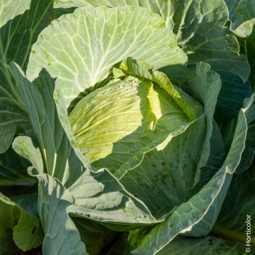 Cavolo Cappuccio Quintal d'Alsace