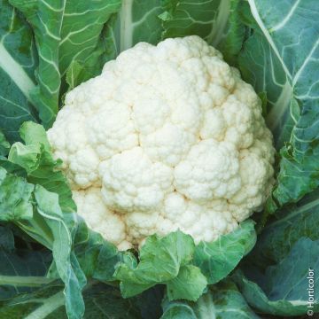 Cavolfiore meraviglia di tutte le stagioni