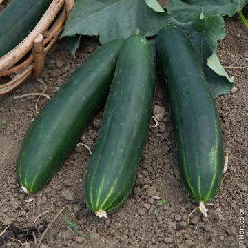 Cetriolo breso HF1