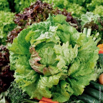 Lattuga batavia bionda a bordo rosso 5