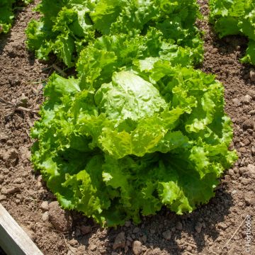 Lattuga Batavia di  Pierre Bénite BIO