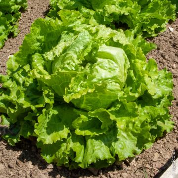 Lattuga batavia dorata di primavera