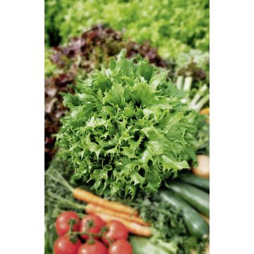 Lattuga batavia regina dei ghiacci