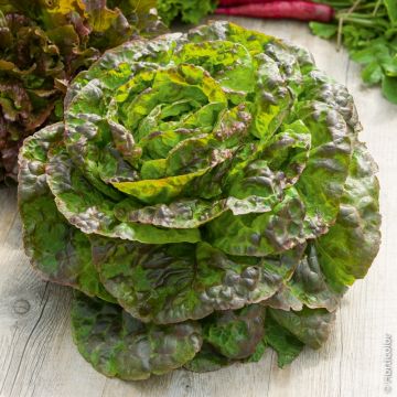 Lattuga a cappuccio bruna d'inverno