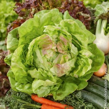 Laitue pommée May Queen BIO