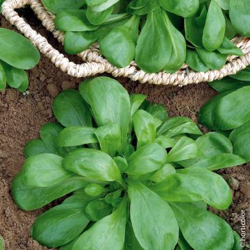 Valeriana Songino Valerianella Locusta Agathe