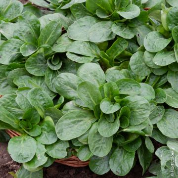Valeriana Songino Valerianella Locusta Palace