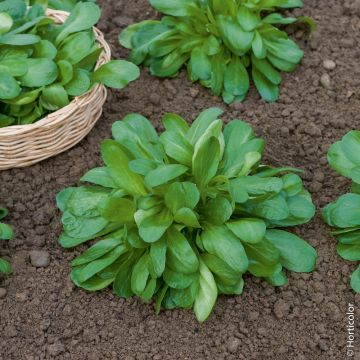 Valeriana Songino Valerianella Locusta degli ortolani