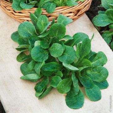 Valeriana Songino Valerianella Locusta verde di Cambrai