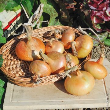 Cipolla gialla paille des virtus