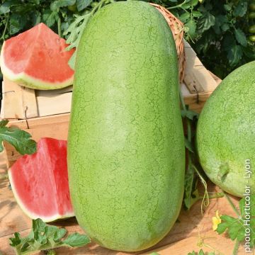 Anguria Charleston Gray