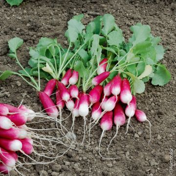 Ravanello 18 giorni BIO