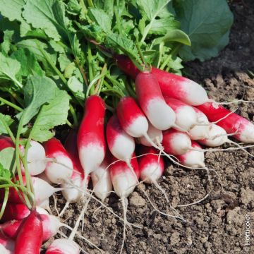 Ravanello flamboyanta