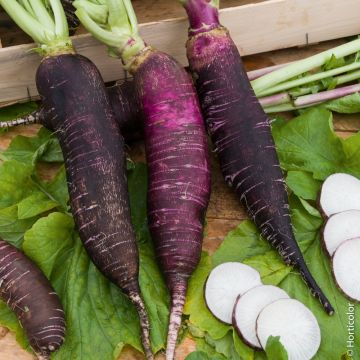 Ravanello viola de Gournay