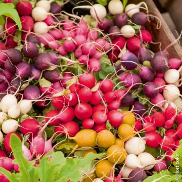 Ravanelli rotondi in miscuglio di colori BIO