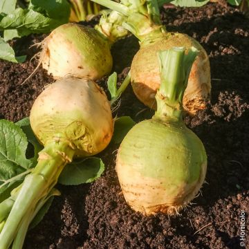 Rutabaga rapa svedese wilhemsburger a colletto verde