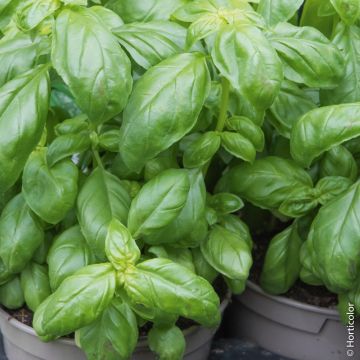 Basilico Grand Vert
