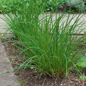Erba cipollina danese BIO per Giardini Indoor