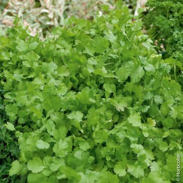 Coriandolo BIO per Giardini Indoor