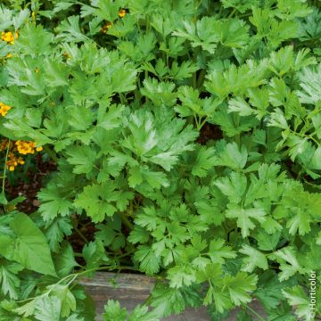 Prezzemolo gigante italiano BIO per Giardini Indoor