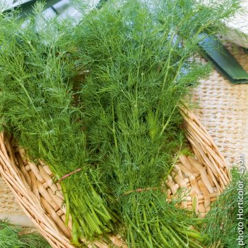 Aneto Officinale BIO