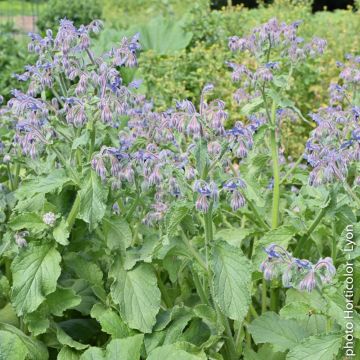 Borragine Officinale