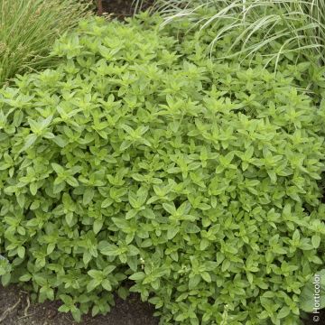 Origano BIO per Giardini Indoor