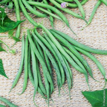 Haricot nain filet Triomphe de Farcy