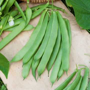 Haricot nain mangetout Roma 2