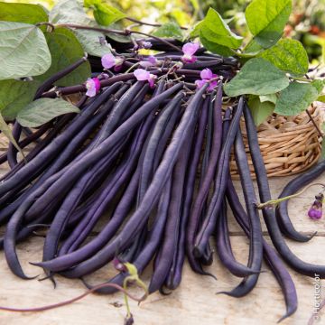 Fagiolini o Fagioli mangiatutto Melissa