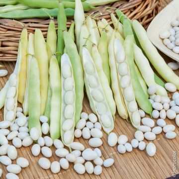 Fagiolo nano bianco precoce