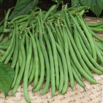 Fagiolini o Fagioli mangiatutto senza filo Bravo