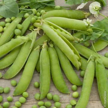 Pisello a semi rotondi nano Précovil