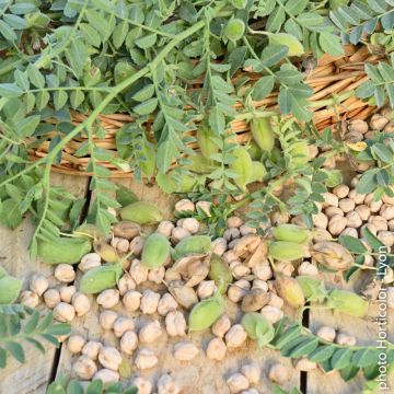 Cece Twist tipo Kabuli