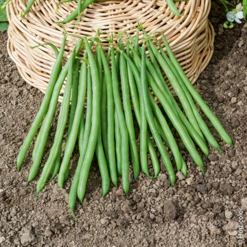 Fagiolo nano mangiatutto senza fili Mascotte