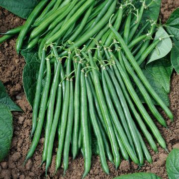 Fagiolo nano mangiatutto senza fili Crockett