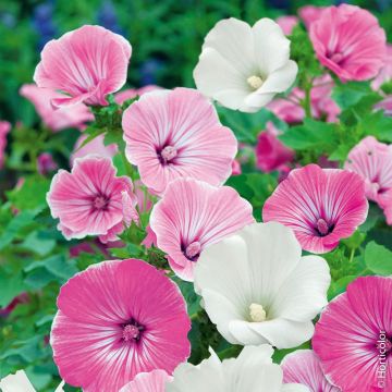 Lavatera a grandi fiori in mix
