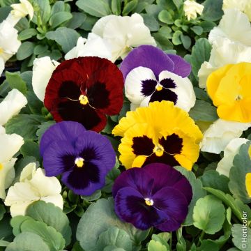 Viola del pensiero di svizzera in mix