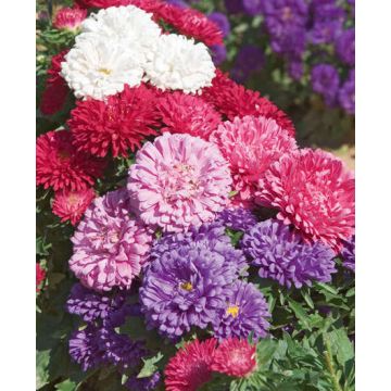 Astro della Cina nano Deesse in mix La bustina