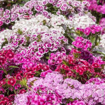 Garofano dei poeti nano Tappeto Indiano